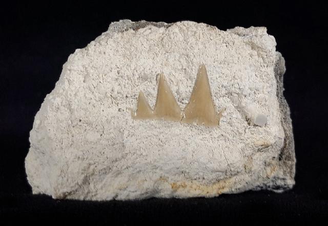 Notidanodon brotzeni SIVERSON 1995 - Bild © FossNet FossilienStore